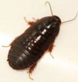 LIVE- ROACH- SURINAM- 1/4 INCH RANGE