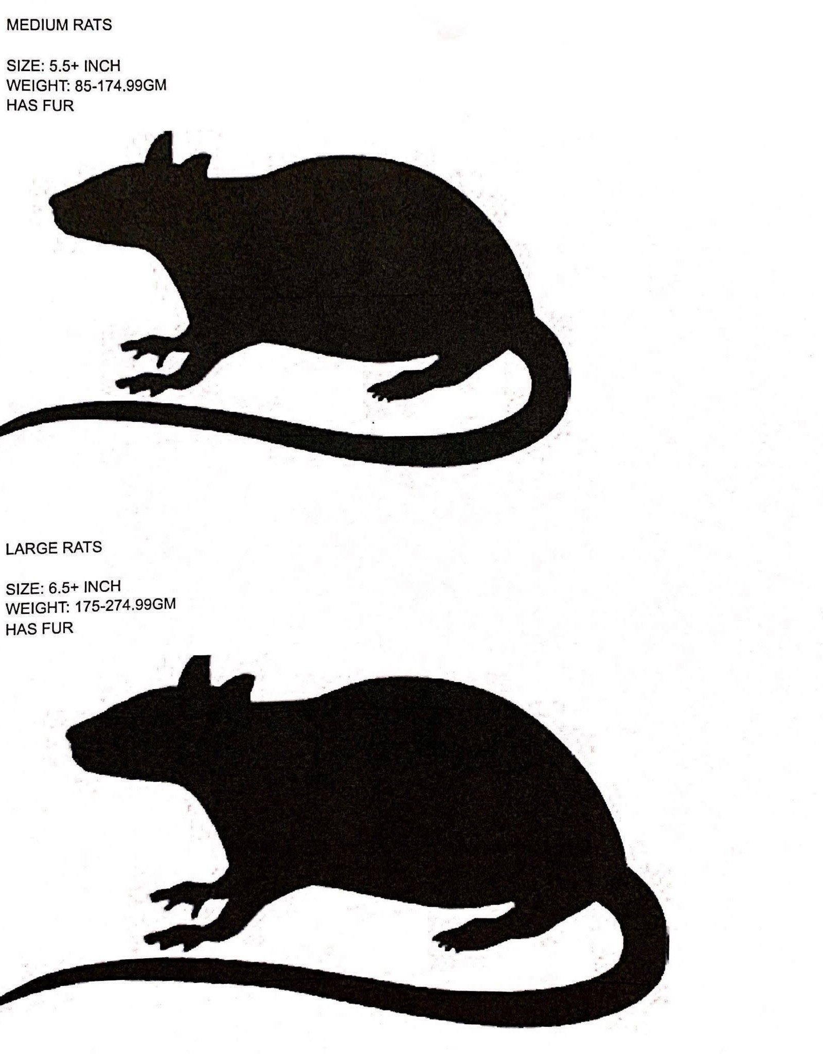 FROZEN- RAT- MEDIUM- 5.5 INCH (WEIGHT 85-174.99 GM) 10CT *PREORDER ONLY*
