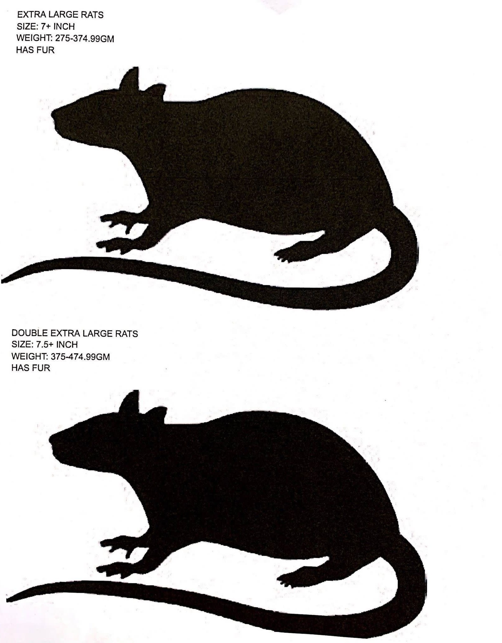 FROZEN- RAT- EXTRA LARGE- 7.5+ INCH (WEIGHT 275-374.99 GM)