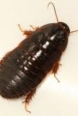 LIVE- ROACH- SURINAM- 1/2 INCH RANGE