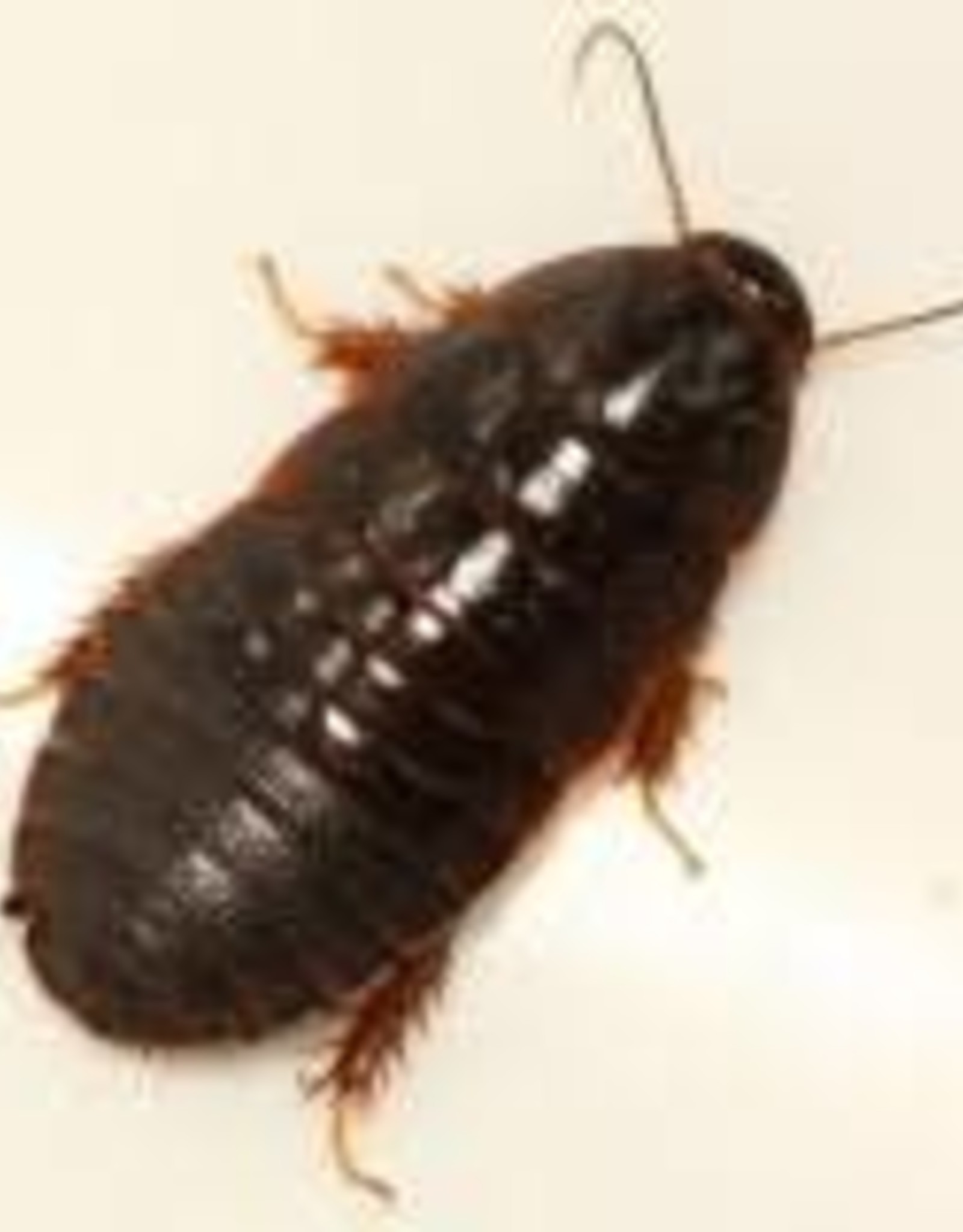 LIVE- ROACH- SURINAM- 1/2 INCH RANGE