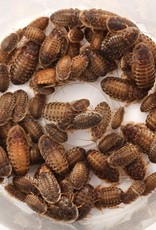 LIVE- ROACH- DISCOID- 1 INCH