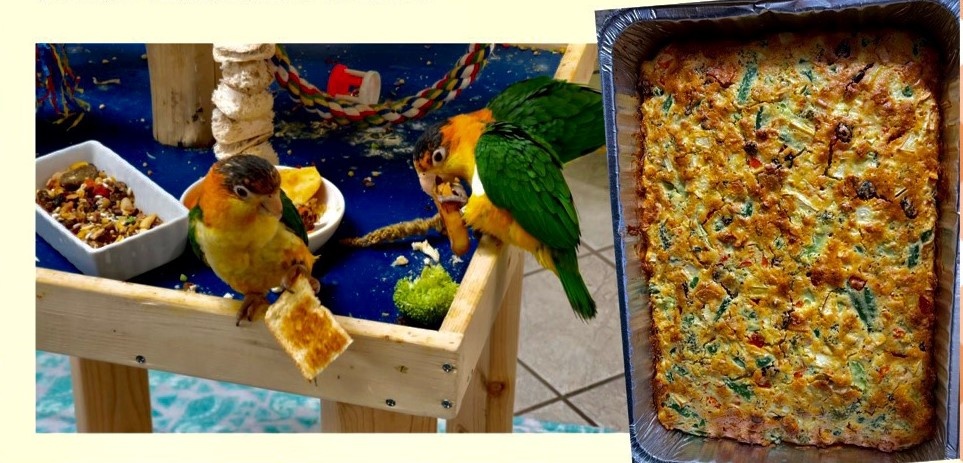 Look Who is Zoo Med's Store of the Month! & What is Birdie Bread and Why Should You Try it?