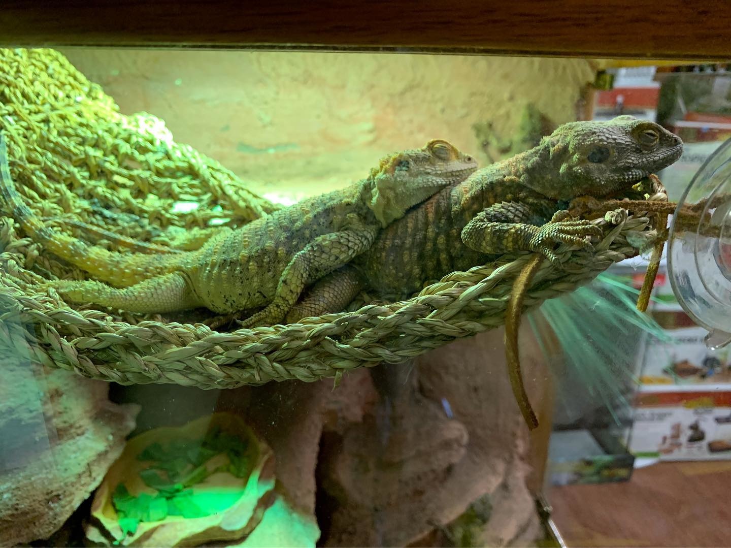 12 Cold-Weather Tips. What Temperature is Too Cold for Your Reptile?