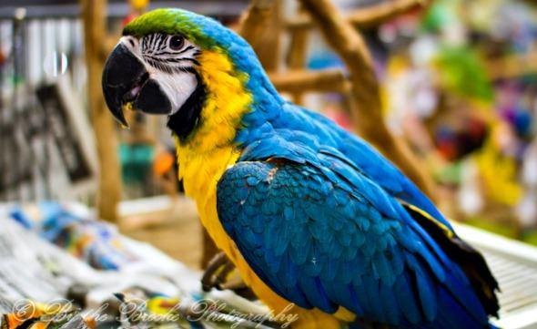 November Shopping Schedule & Uncle Sandy's Macaw Park- Your Donations are for the Birds!