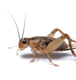 LIVE- CRICKETS- PREORDER- LOCAL PICK UP- 1000 COUNT