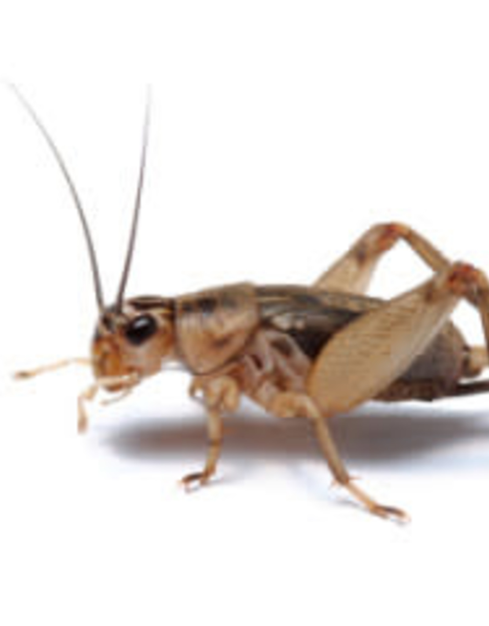 LIVE- CRICKETS- PREORDER- LOCAL PICK UP- 1000 COUNT