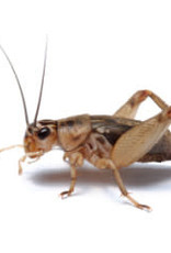 LIVE- CRICKETS- PREORDER- LOCAL PICK UP- 1000 COUNT