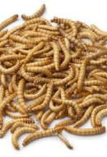 LIVE- MEALWORMS-