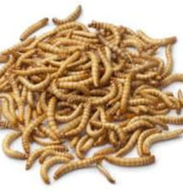 LIVE- MEALWORMS-
