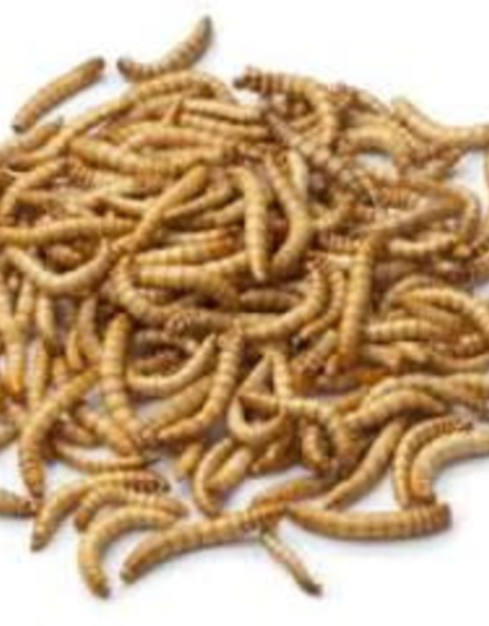 LIVE- MEALWORMS-