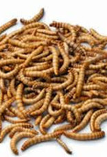 ARMSTRONG CRICKETS LIVE- GIANT MEALWORMS- 1000 CT BOX- PREORDER- LOCAL PICK UP