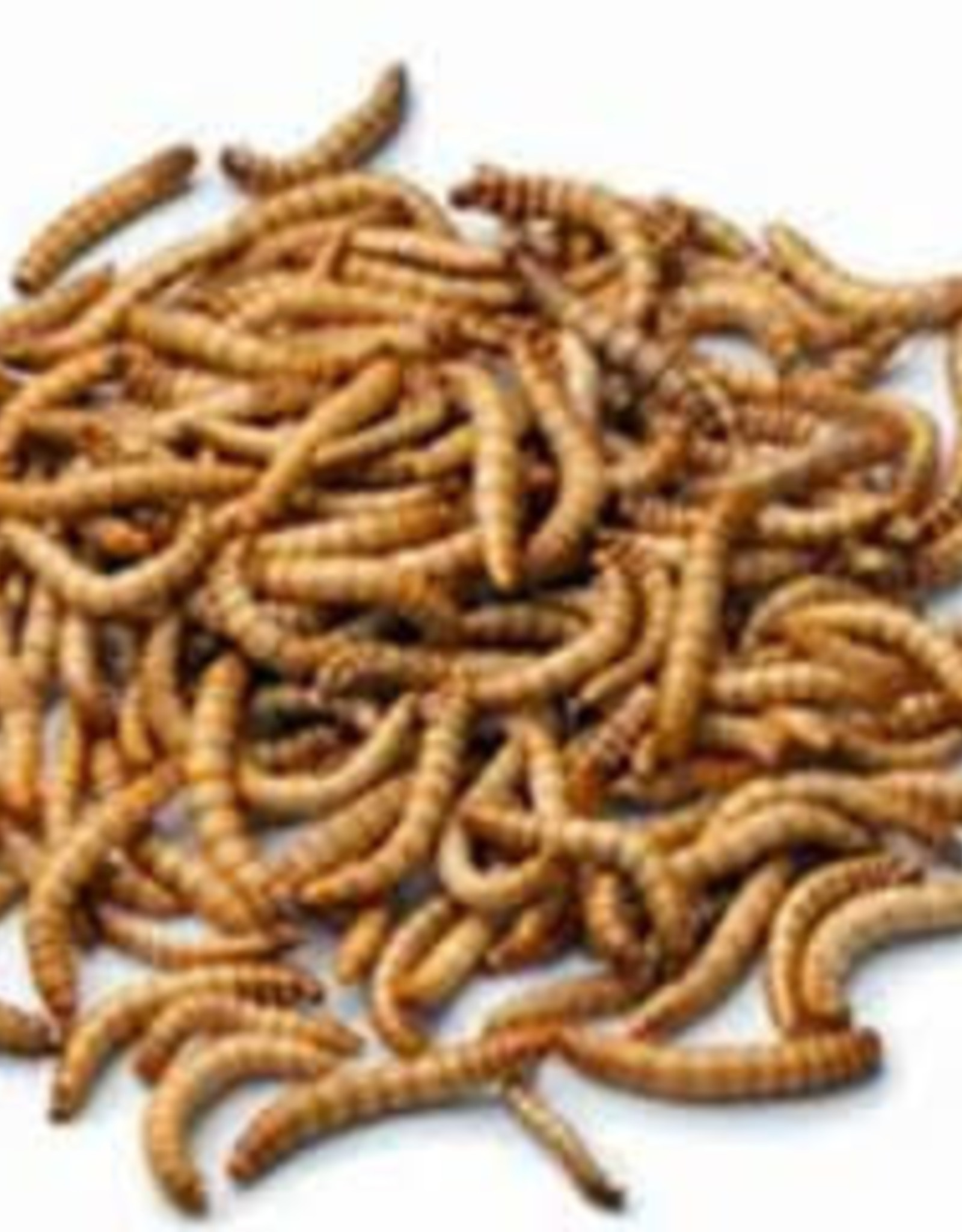 ARMSTRONG CRICKETS LIVE- GIANT MEALWORMS- 1000 CT BOX- PREORDER- LOCAL PICK UP