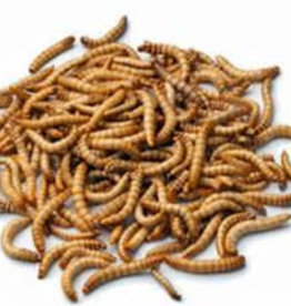 ARMSTRONG CRICKETS LIVE- GIANT MEALWORMS- 1000 CT BOX- PREORDER- LOCAL PICK UP