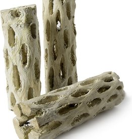 GALAPAGOS GALAPAGOS-CHOLLA WOOD BRANCHES- NATURAL- 24 INCHES