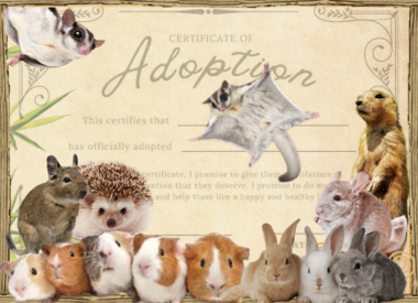 ADOPTIONS- SMALL ANIMALS