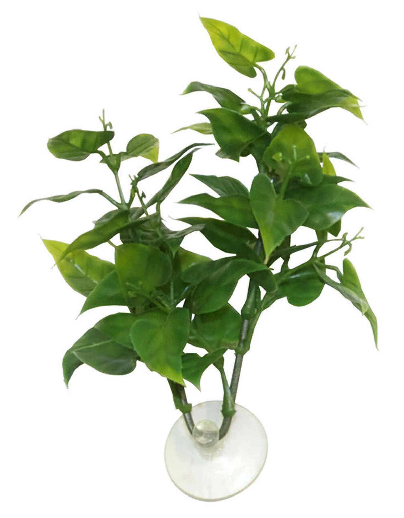 ZOO MED LABORATORIES, INC. ZOO MED- BP-20- BETTA PLANT- 2X4X6- PHILO