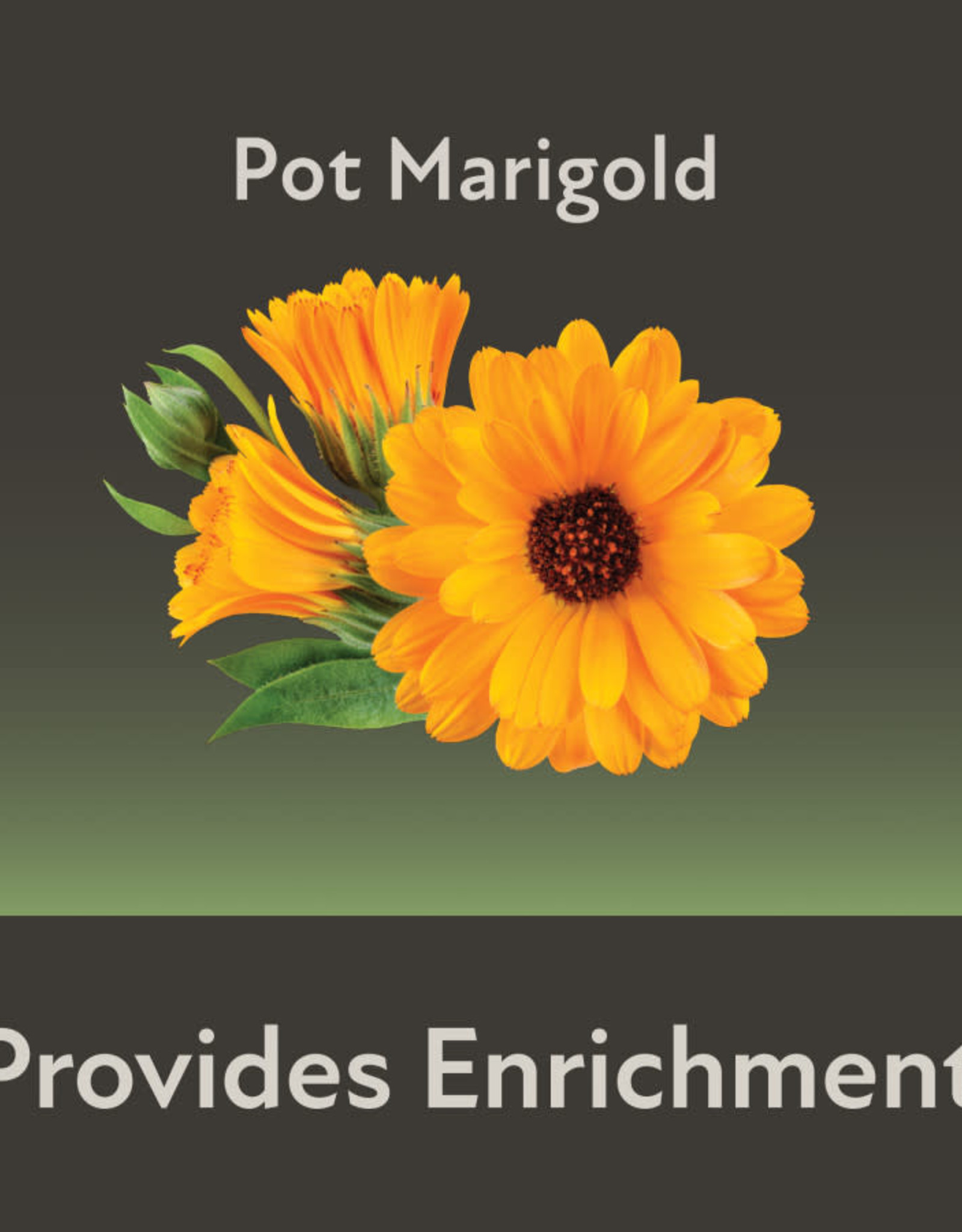 CENTRAL - KAYTEE PRODUCTS KAYTEE- FIELD+ FOREST- MINI HAY BALES- 8X4X4- MARIGOLD- 3.5 OZ