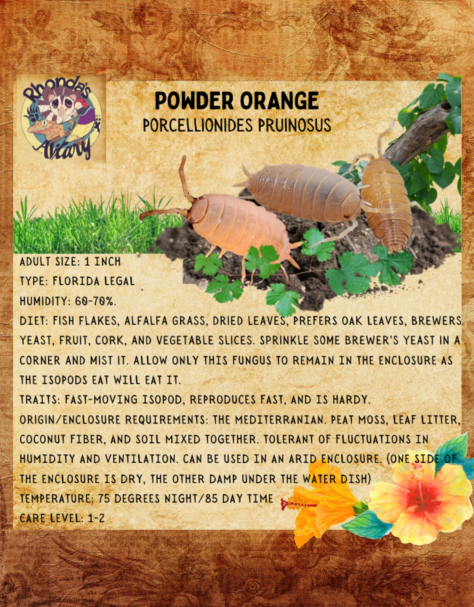 LIVE- ISOPODS- POWDER- ORANGE (Porcellio pruinosus) 10 CT