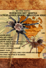 Tarantula- Mexican Rose Grey #3- Tliltocatl verdezi, formerly Brachypelma verdezi 1 INCH		CB	5-10-22