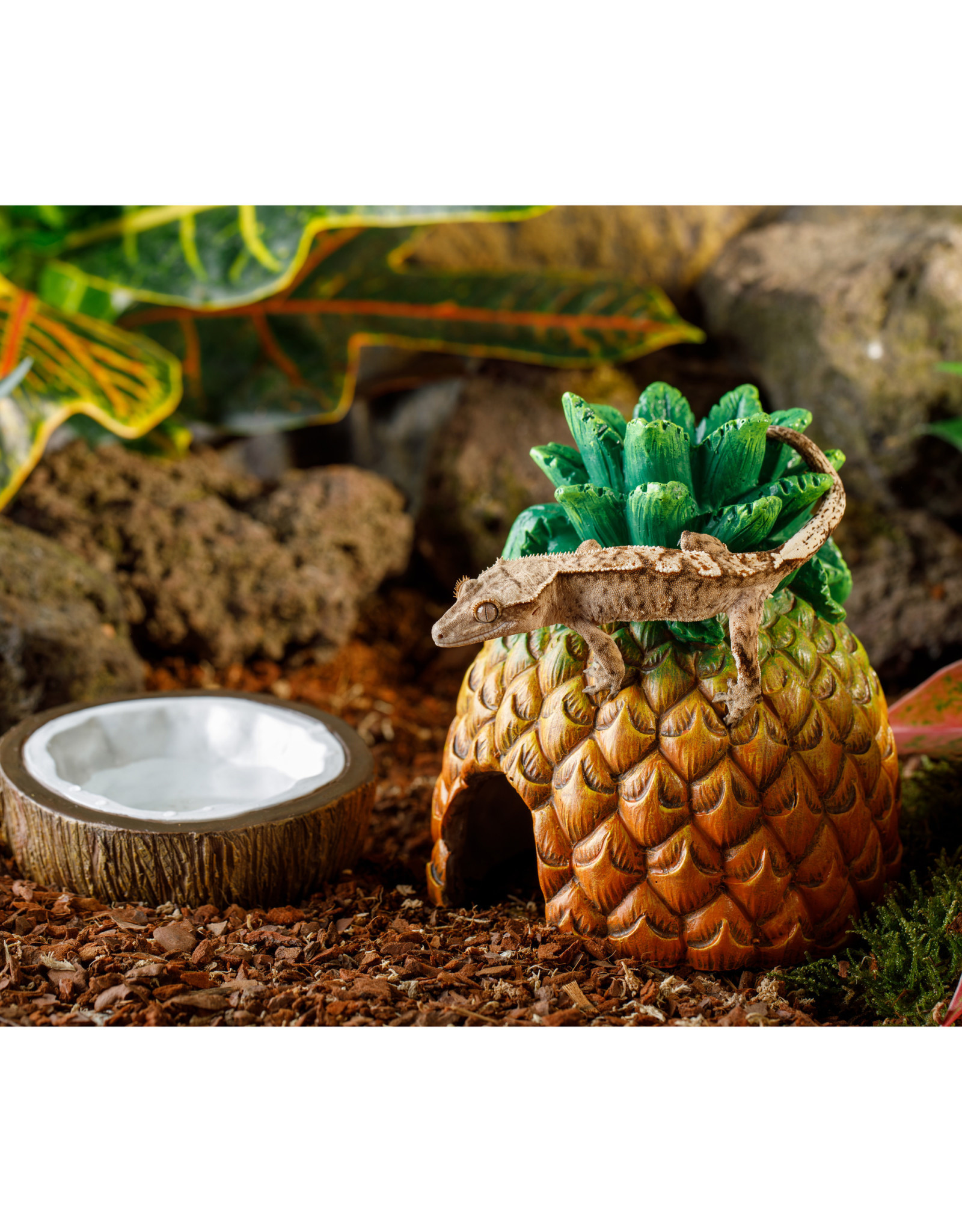 EXO TERRA EXO TERRA- PT3158- WATER DISH- COCONUT- STYLE- 4.75X4.75X2.5