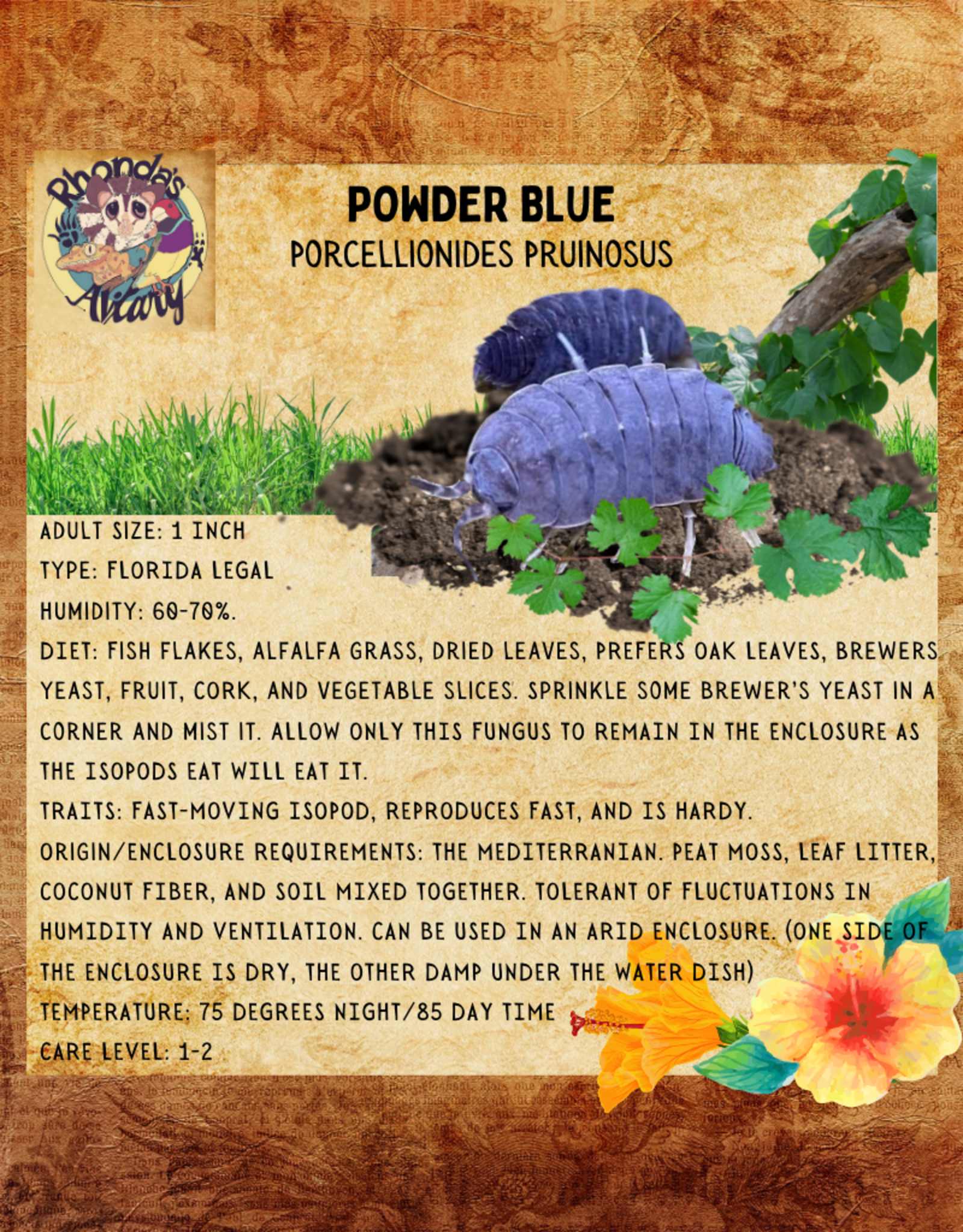 RHONDA'S AVIARY LIVE- ISOPODS- POWDER- BLUE- (Porcellionides Pruinosus) 10 CT