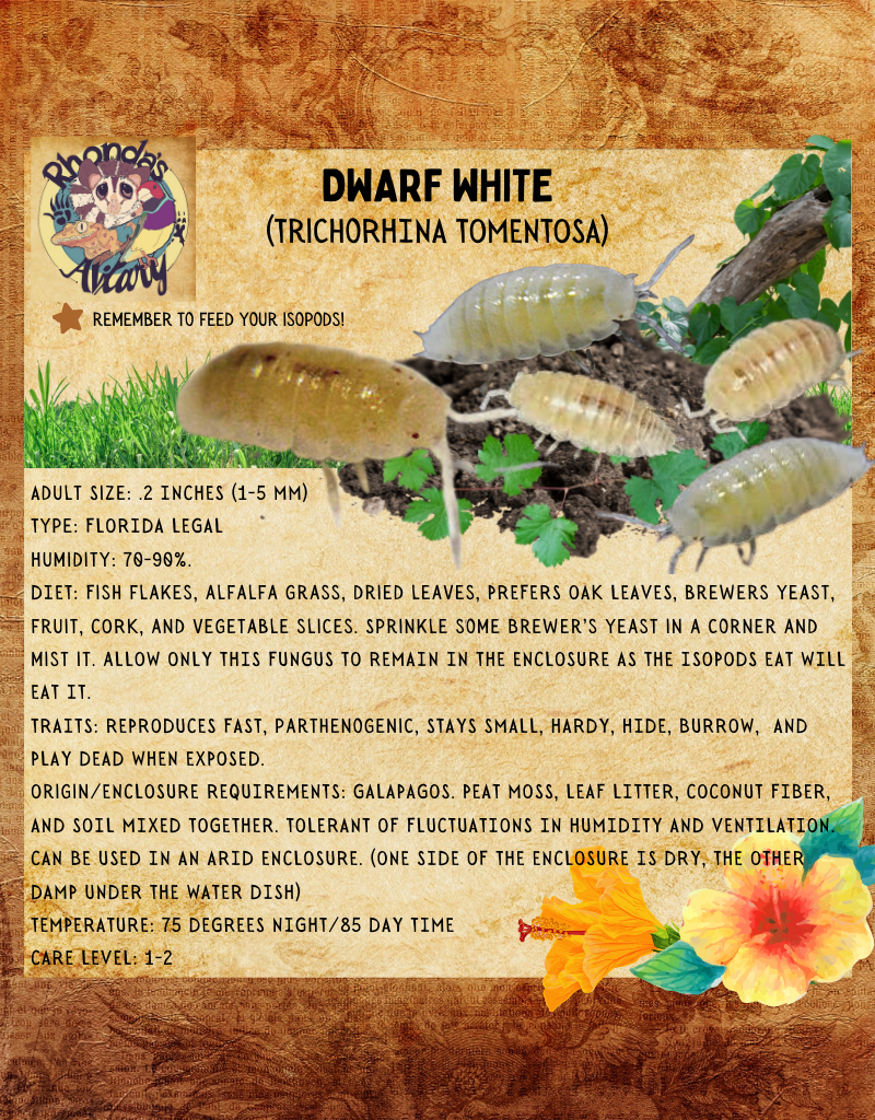 LIVE ISOPODS DWARF WHITE (Trichorhina tomentosa) 15CT - Rhonda's Aviary