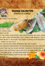 RHONDA'S AVIARY LIVE- ISOPODS- DALMATION- ORANGE (Porecellio scaber)  10 CT