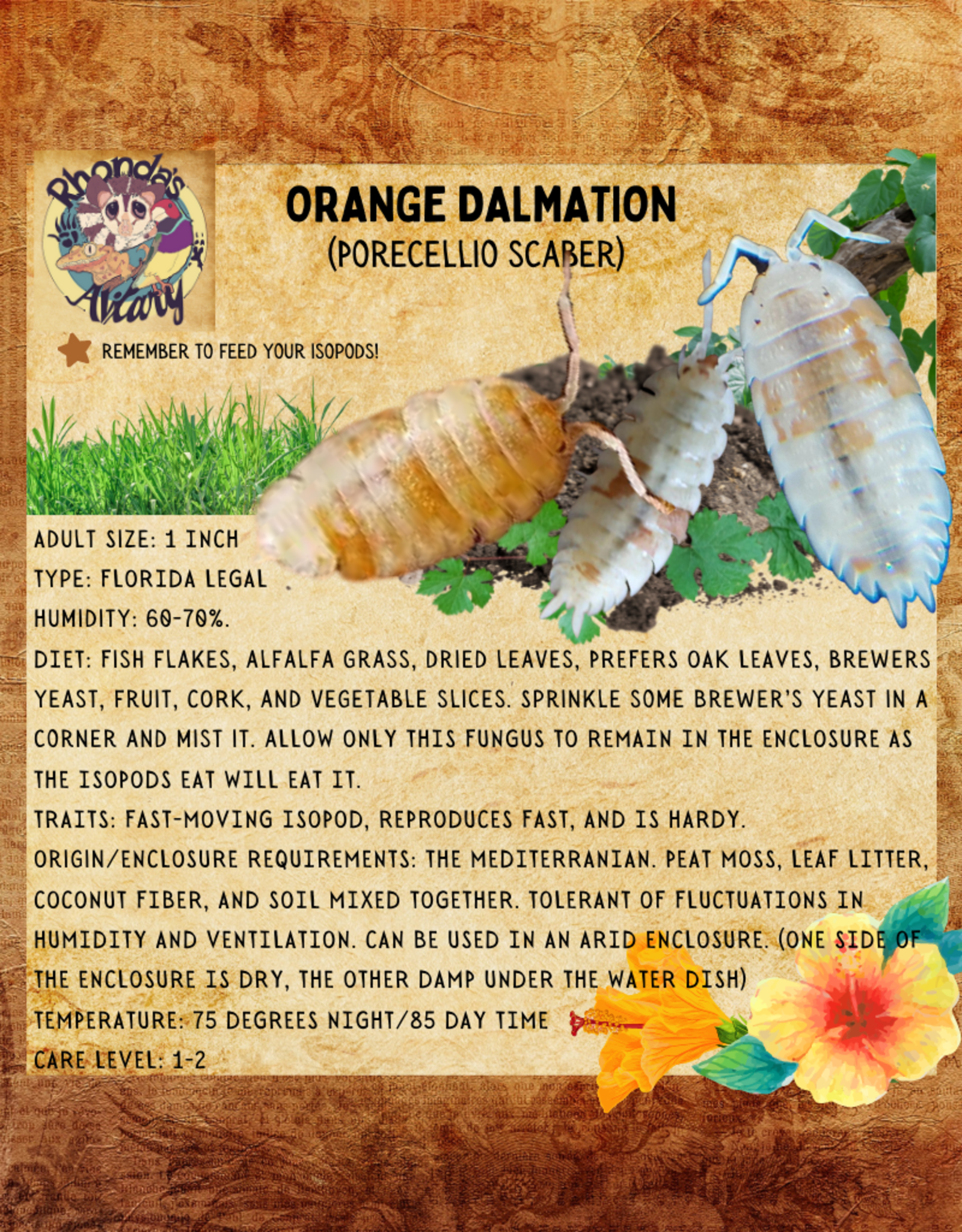 RHONDA'S AVIARY LIVE- ISOPODS- DALMATION- ORANGE (Porecellio scaber)  10 CT