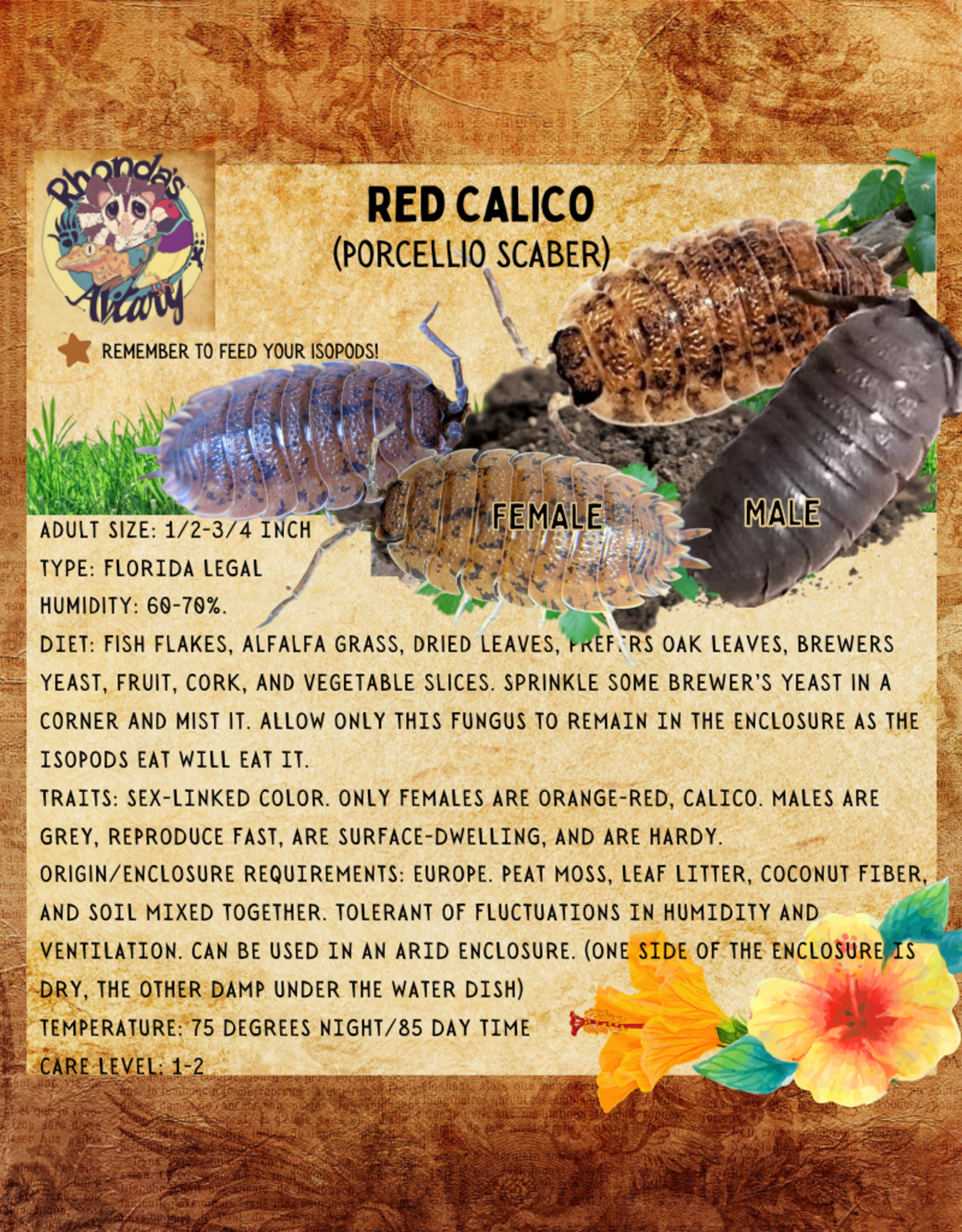 RHONDA'S AVIARY LIVE- ISOPODS- RED CALICO (Porcellio Scaber) 10 CT