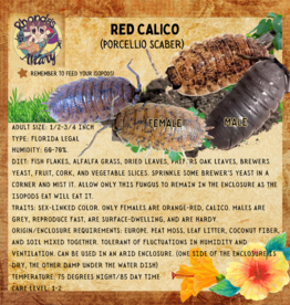 RHONDA'S AVIARY LIVE- ISOPODS- RED CALICO (Porcellio Scaber) 10 CT
