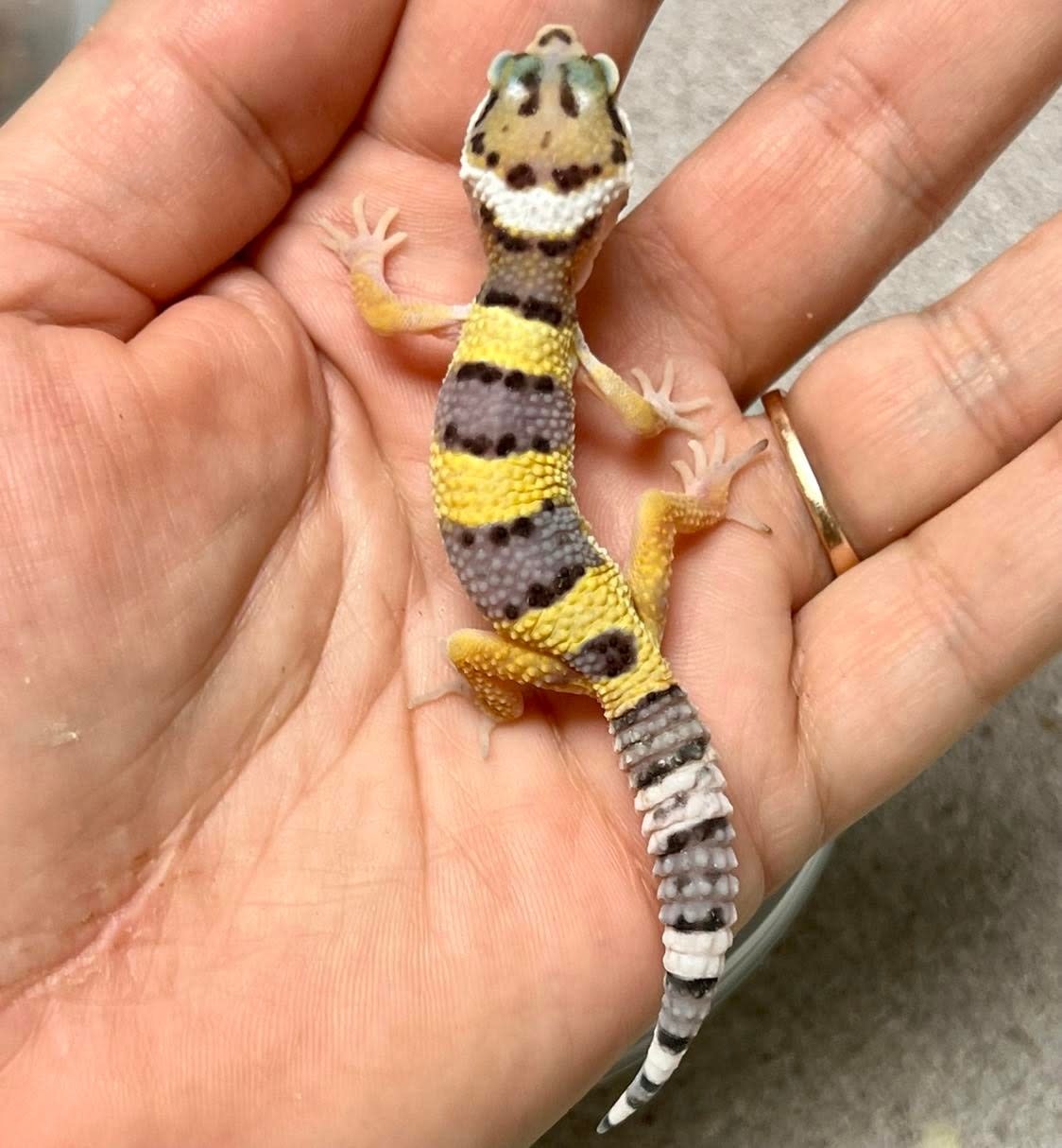 Leopard Gecko High Yellow 4 Eublepharis Macularius 3 5 4 5 Inch Cb 7 27 22 Rhonda S Aviary
