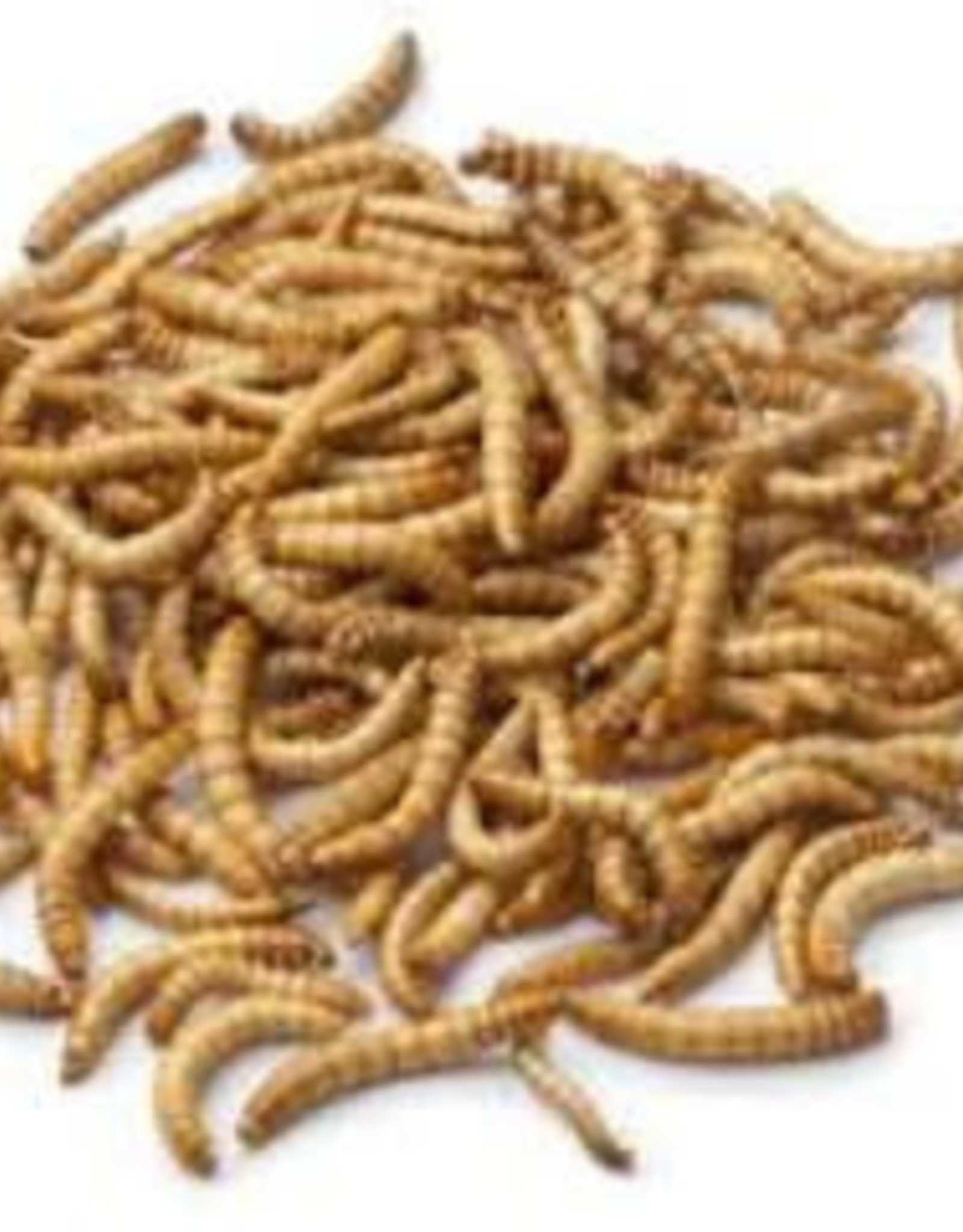 LIVE- MEALWORMS- 100 CT