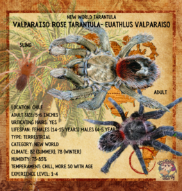 Valparaiso Rose Tarantula- Euathlus valparaiso 2.5 inch 	CB	08-02-22 *female?