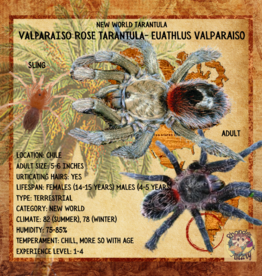 Valparaiso Rose Tarantula- Euathlus valparaiso 3 inch 	CB	08-02-22  *FEMALE