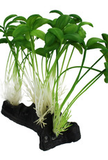 KOMODO- PLANT-  6X5X2.5- SPROUT