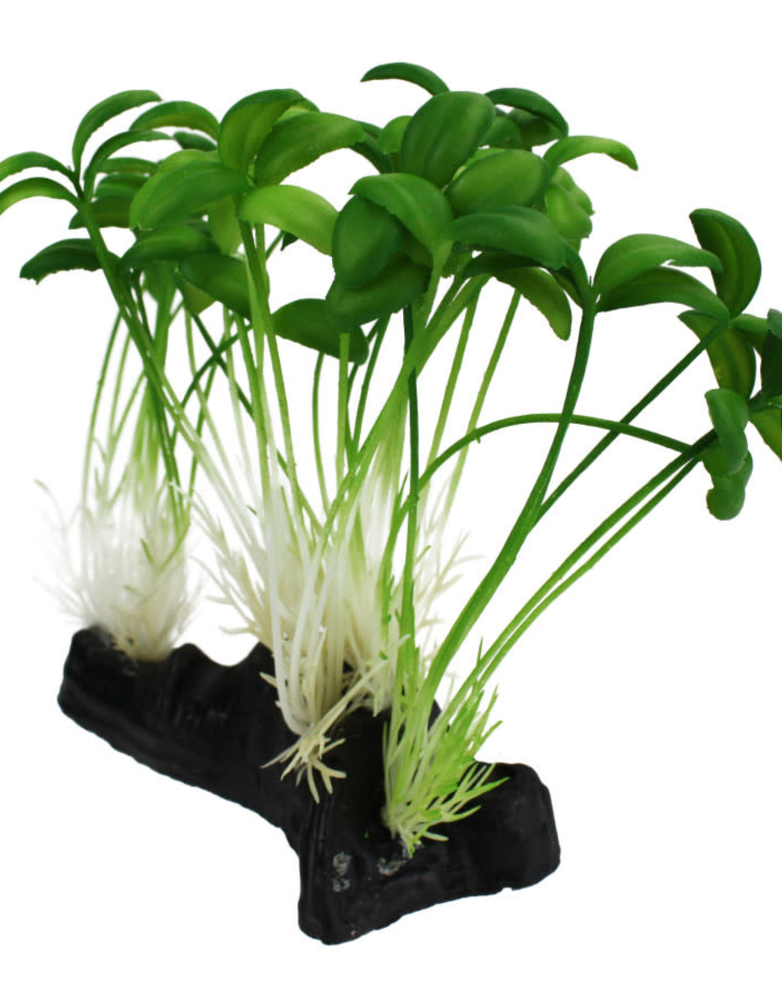 KOMODO- PLANT-  6X5X2.5- SPROUT