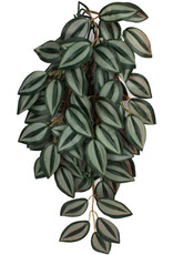 KOMODO KOMODO- PLANT- HANGING- 16X10X4- SILK- ZEBRINA- 16 INCH