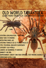 Tarantula- Asian Fawn Tarantula- Chilobrachys huahini- 2 inch sling		CB	8-23-22