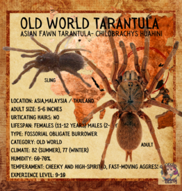 Tarantula- Asian Fawn Tarantula- Chilobrachys huahini- 2 inch sling		CB	8-23-22