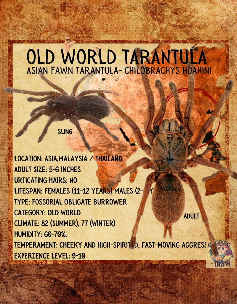 Tarantula Asian Fawn Tarantula Chilobrachys huahini .5 inch sling CB