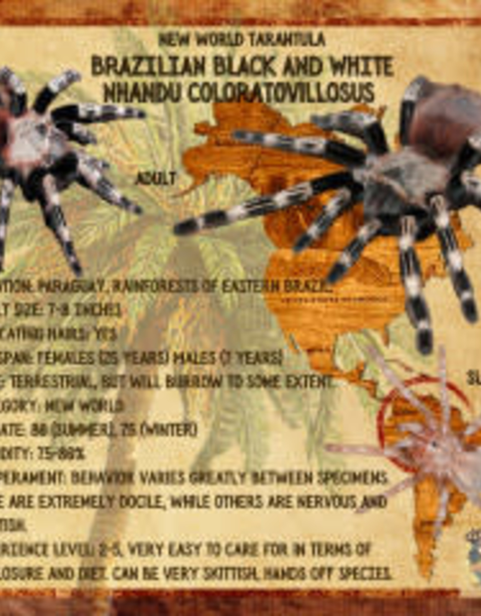 TARANTULA BRAZILIAN BLACK AND WHITE#2- Nhandu coloratovillosus .25-.5