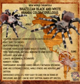 TARANTULA- BRAZILIAN BLACK AND WHITE #2- Nhandu coloratovillosus .25-.5 SLING- CB 9-14-22