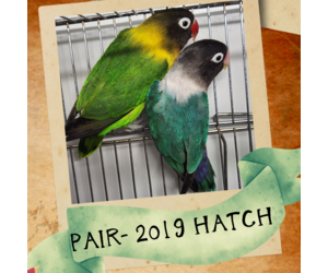 pair of lovebirds for sale