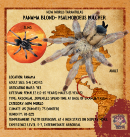 TARANTULA- PANAMA BLOND- PSALMOPOEUS PULCHER .5 INCH SLING CB 9-27-22