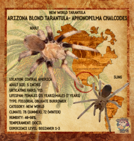 TARANTULA- ARIZONA BLOND-Aphonopelma chalcodes 3-4 INCHES 9-27-22 *LOOKS FEMALE