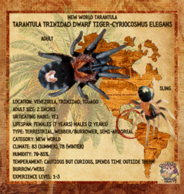 TARANTULA- TRINIDAD DWARF TIGER#2- CYRIOCOSMUS ELEGANS .25-.57 SLING		CB	10-11-22