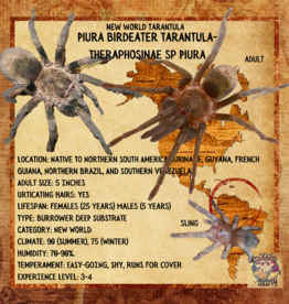 Piura Birdeater Tarantula- Theraphosinae sp Piura .50 SLING		CB	08-02-22