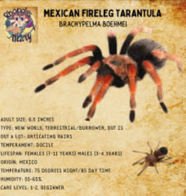 TARANTULA- MEXICAN FIRE LEG- Brachypelma boehmei *SLING .25-.75 INCH	CB	11-09-22