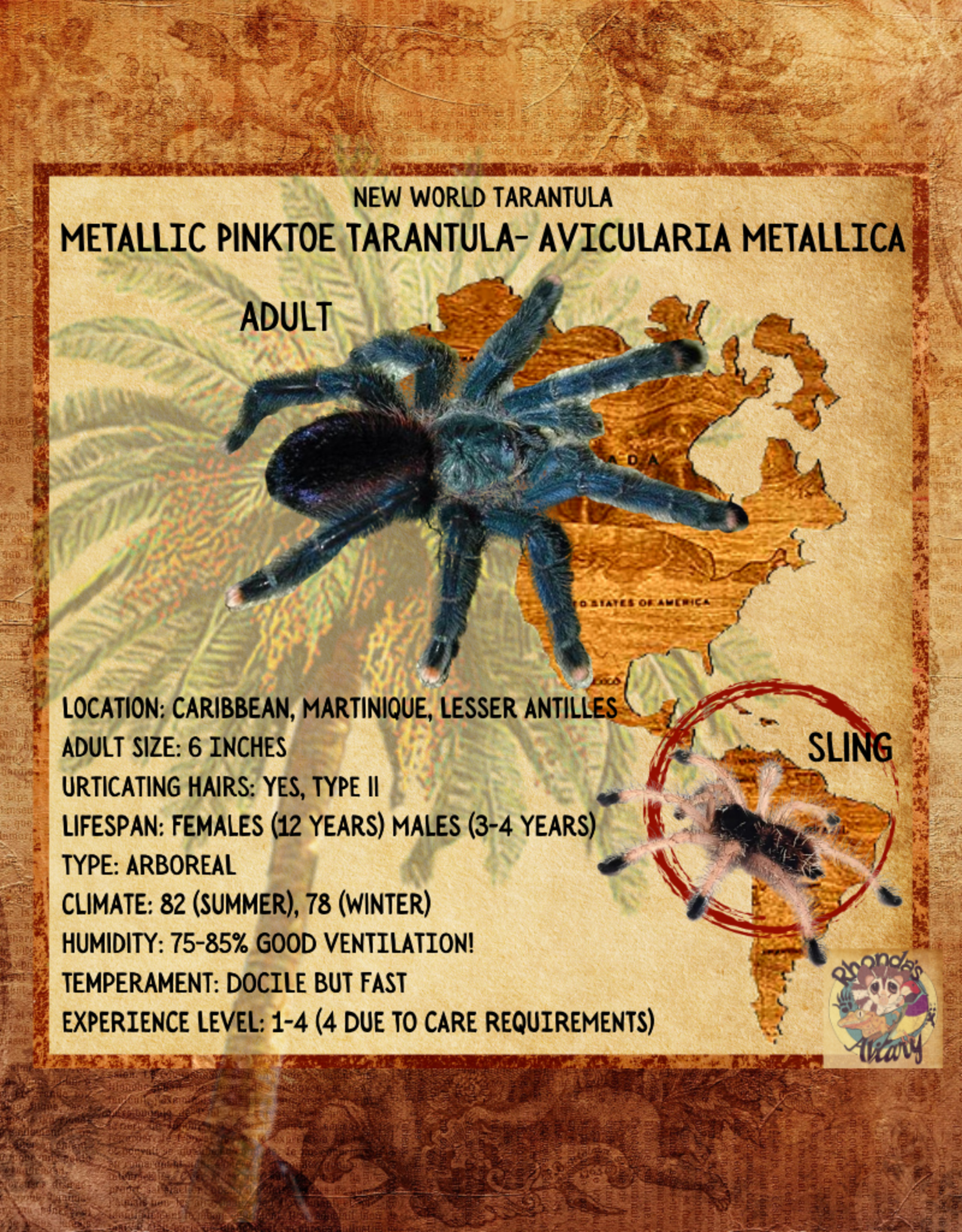 TARANTULA-METALLIC PINK TOE#2- Caribena metallica-3/4" SLING	CB	11-22-22